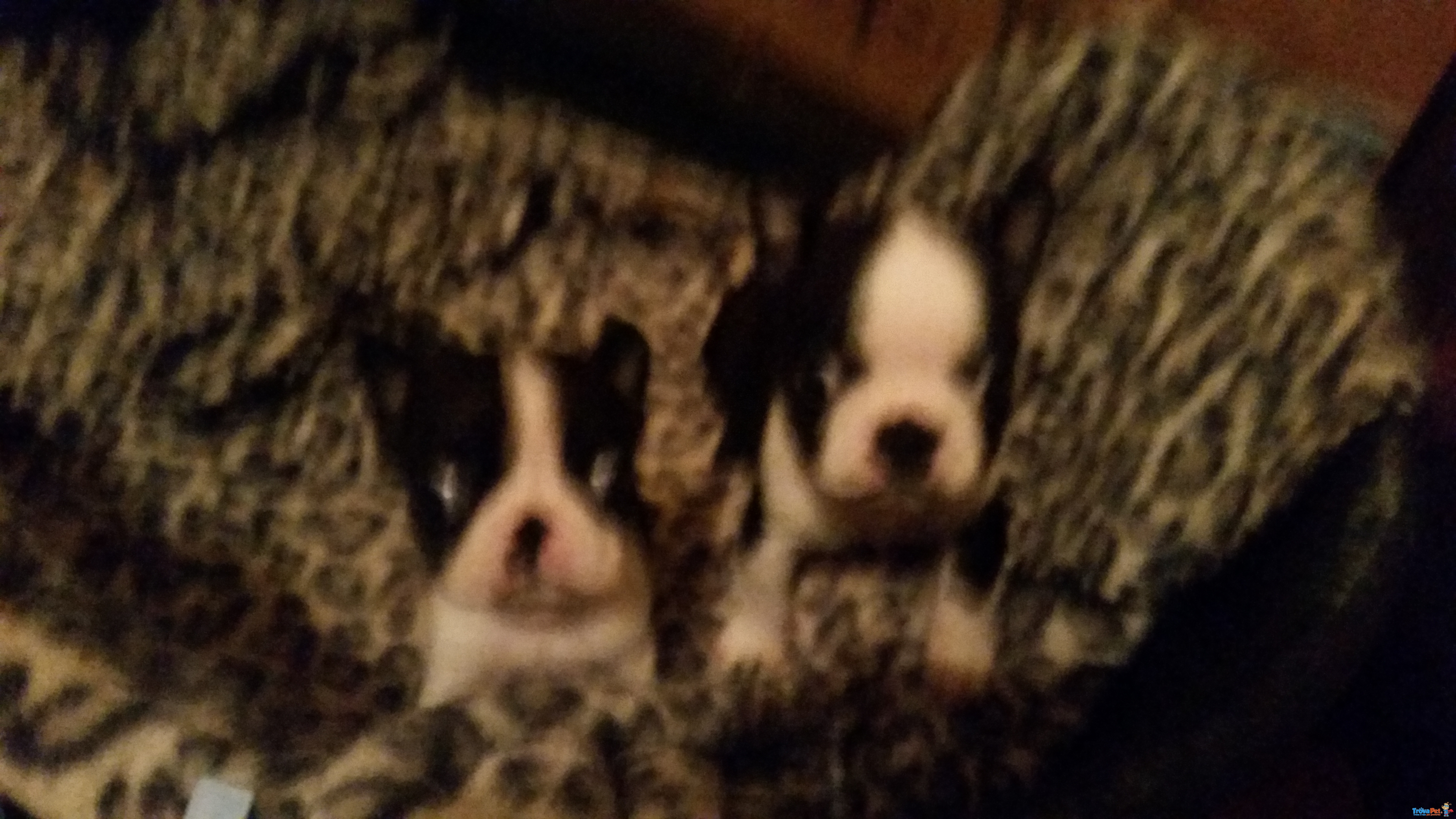 Vendo Boston Terrier Purissimi ad Amatori. Prezzo Interessantissimo - Foto n. 1