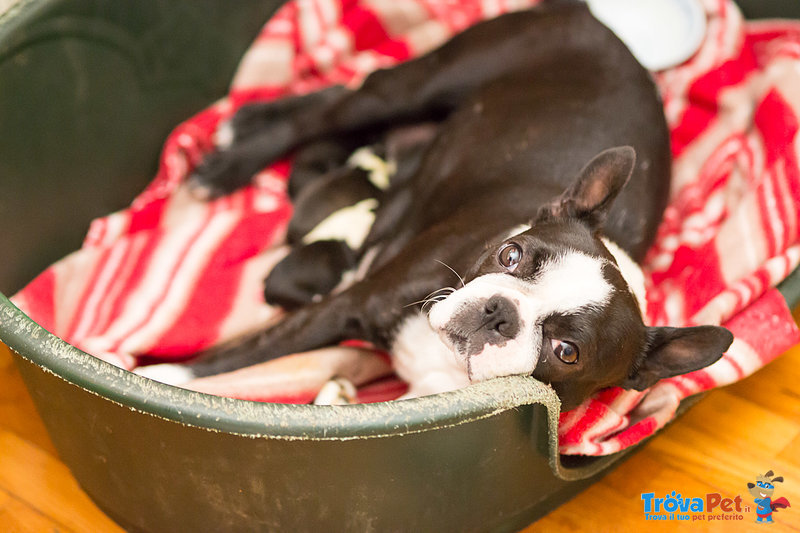 Vendo Boston Terrier Purissimi ad Amatori. Prezzo Interessantissimo - Foto n. 3