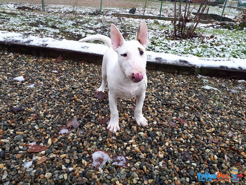 Cuccioli bull Terrier Standard - Foto n. 2