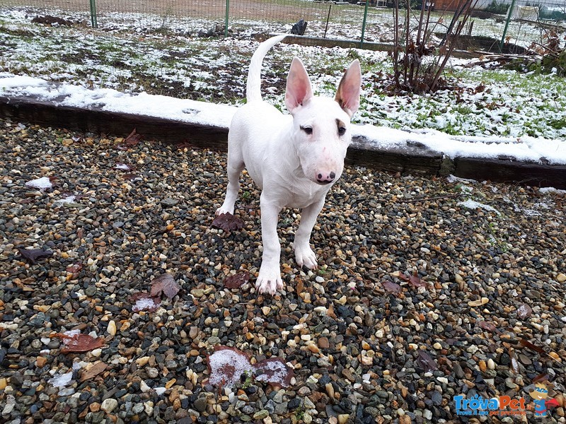 Cuccioli bull Terrier Standard - Foto n. 1