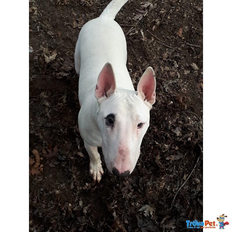 Cuccioli bull Terrier Standard - Foto n. 4