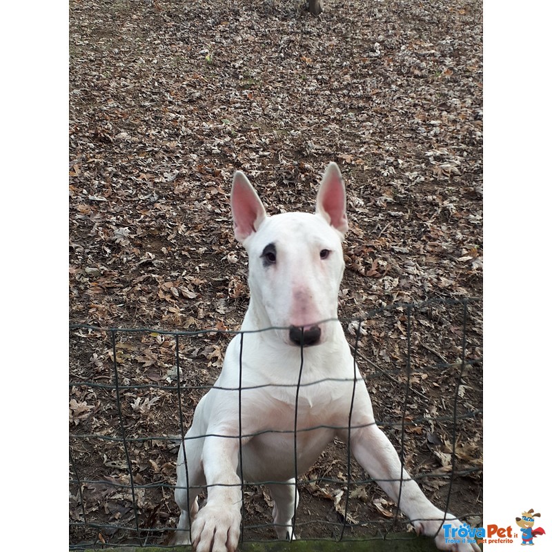 Cuccioli bull Terrier Standard - Foto n. 5