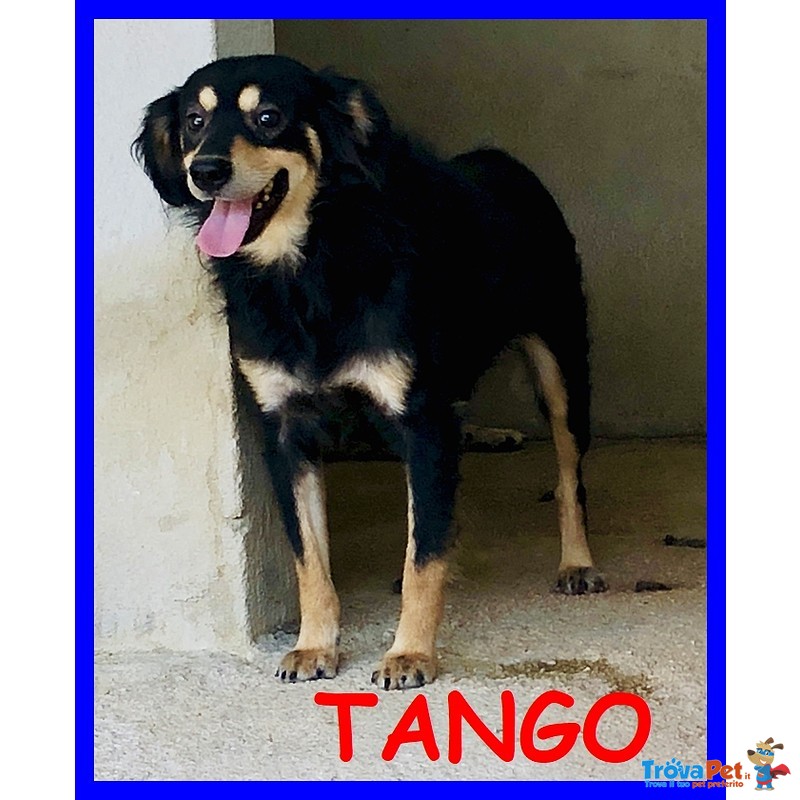 Tango 2 anni nato in Canile Vuole solo Conoscere il Mondo - Foto n. 1