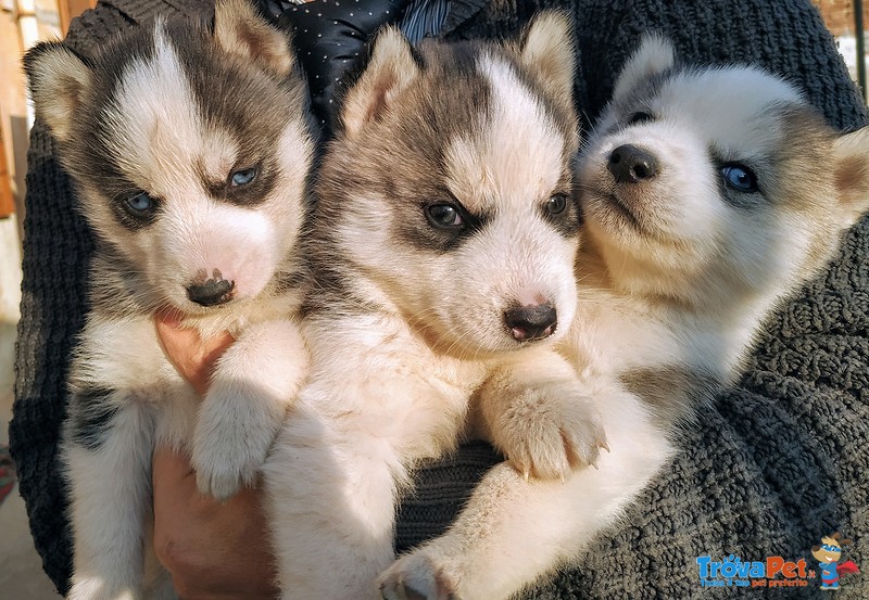 Splendidi Cuccioli di Syberian Husky - Foto n. 1