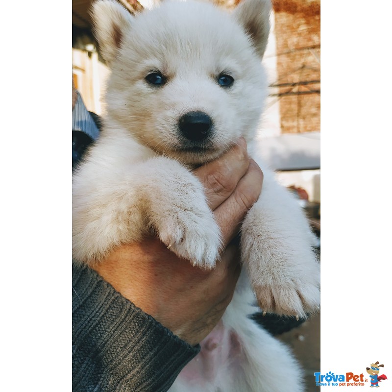 Splendidi Cuccioli di Syberian Husky - Foto n. 2