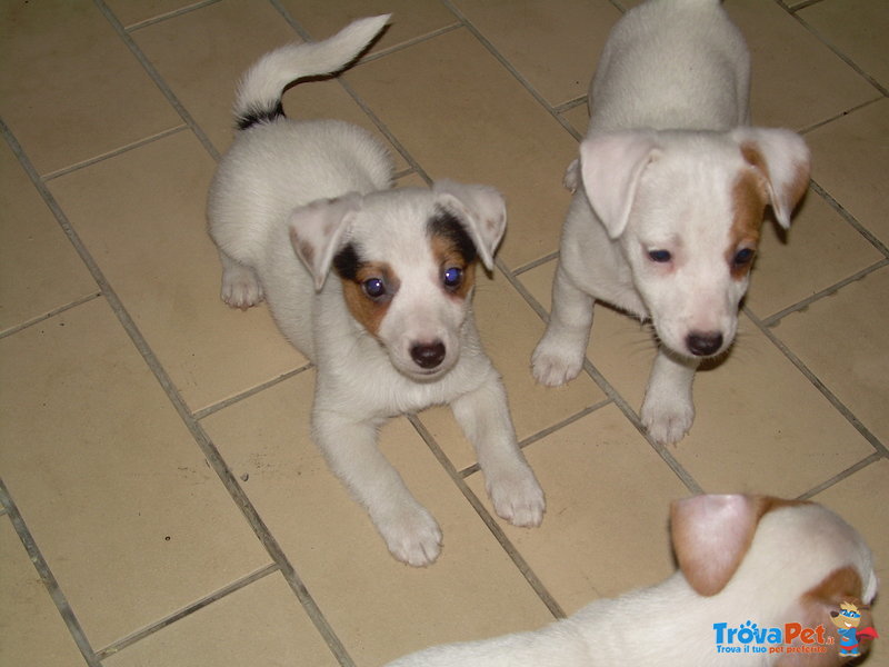 Cuccioli jack Russell - Foto n. 1