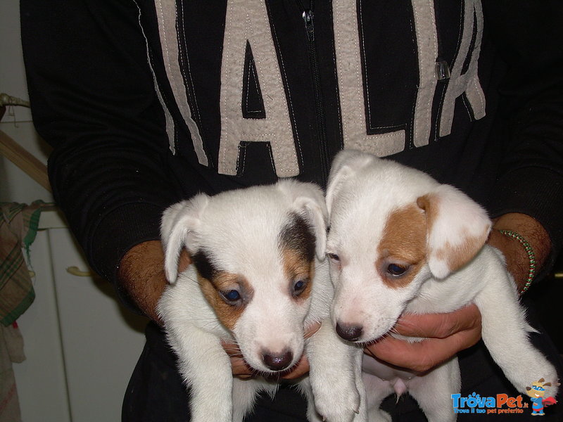 Cuccioli jack Russell - Foto n. 2