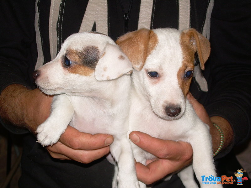 Cuccioli jack Russell - Foto n. 3