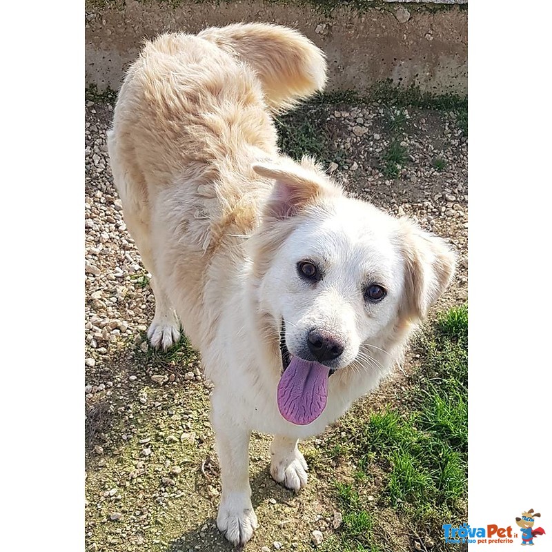 Emily,non ha Nulla,solo Sofferenza.adottabile in Tutta Italia! - Foto n. 2