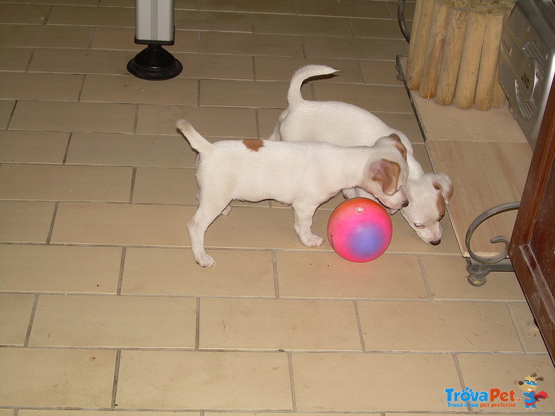 Cuccioli jack Russell - Foto n. 4