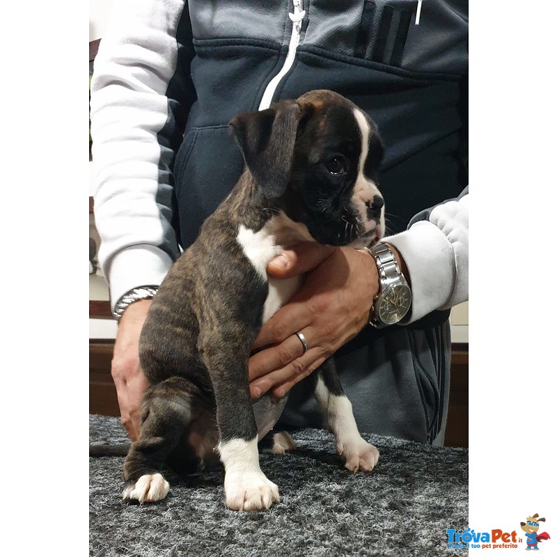 Cucciolo di Boxer alta Genealogia - Foto n. 2