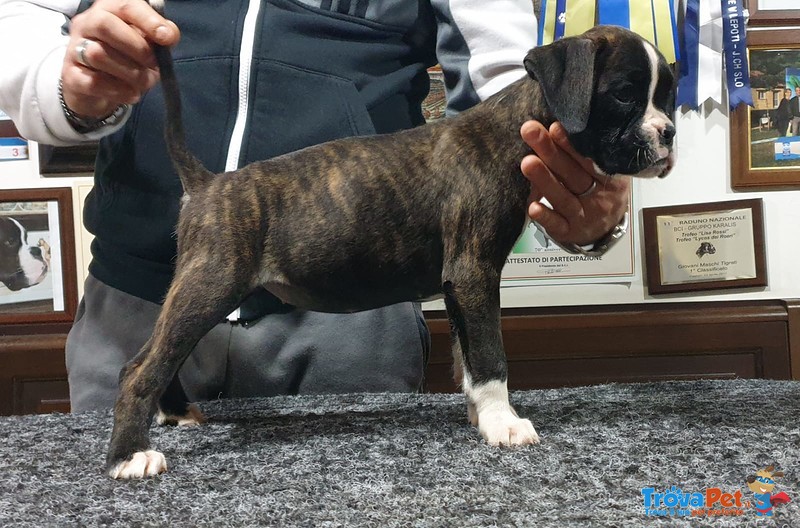 Cucciolo di Boxer alta Genealogia - Foto n. 3