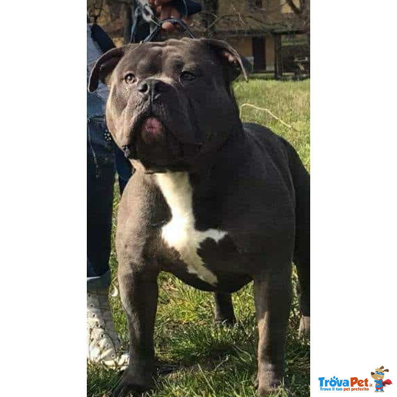 American Bully - Foto n. 4