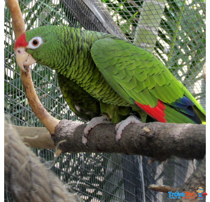 Pappagalli Cenerini ,pappagallo ara Ararauna e Amazzone - Foto n. 1