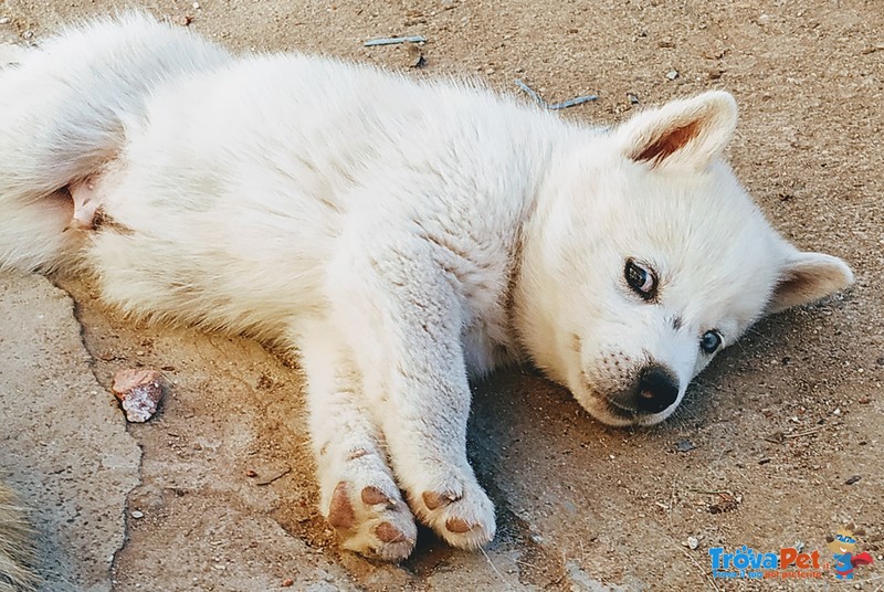 Cuccioli di pura Razza Siberyan Husky - Foto n. 1