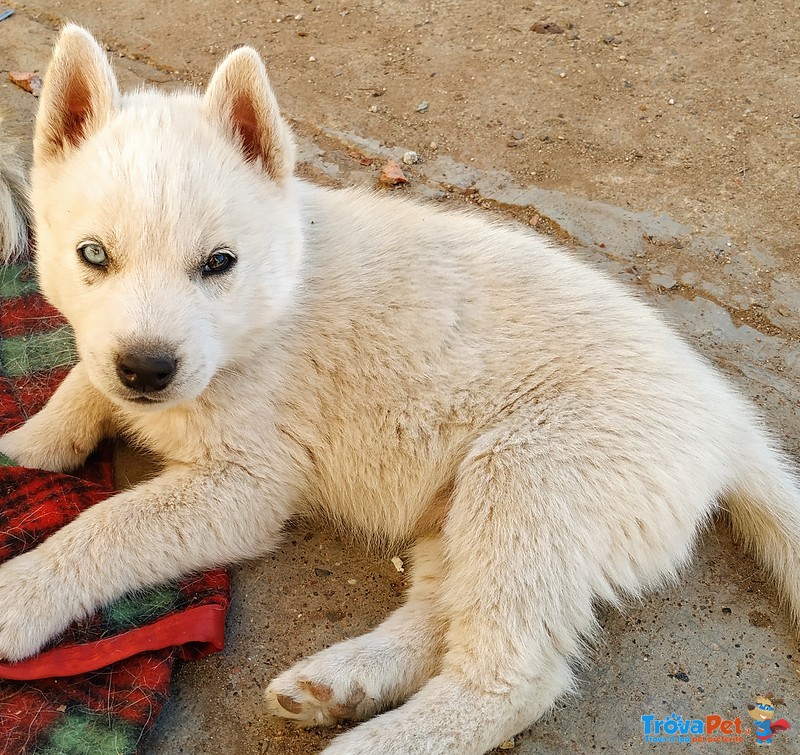 Cuccioli di pura Razza Siberyan Husky - Foto n. 2