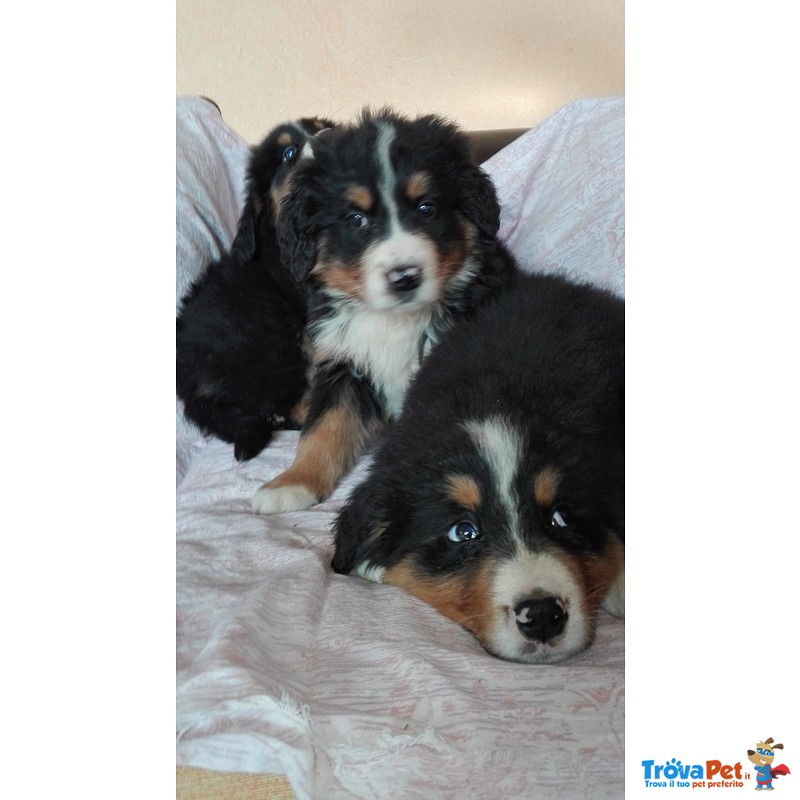 Disponibili da Subito Cuccioli di Bovaro del Bernese, - Foto n. 2