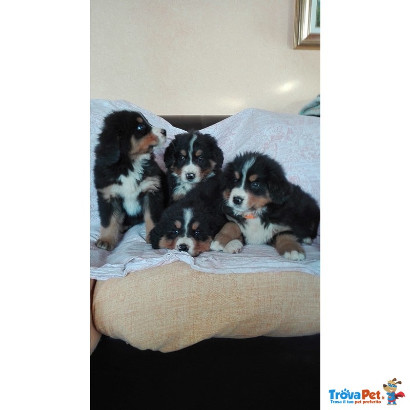 Disponibili da Subito Cuccioli di Bovaro del Bernese, - Foto n. 4