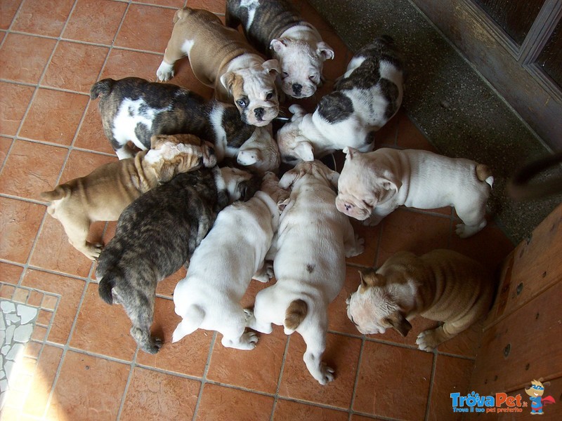 Cuccioli di Bulldog Inglese - Foto n. 1