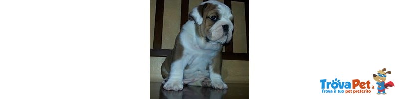 Cuccioli di Bulldog Inglese - Foto n. 2