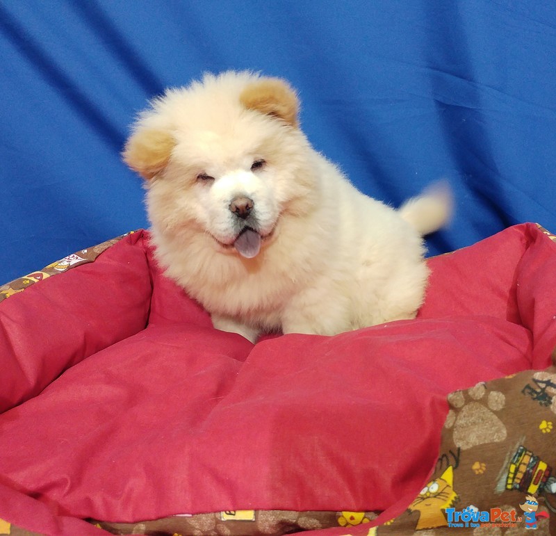 Cucciolo di chow chow Bianco - Foto n. 1