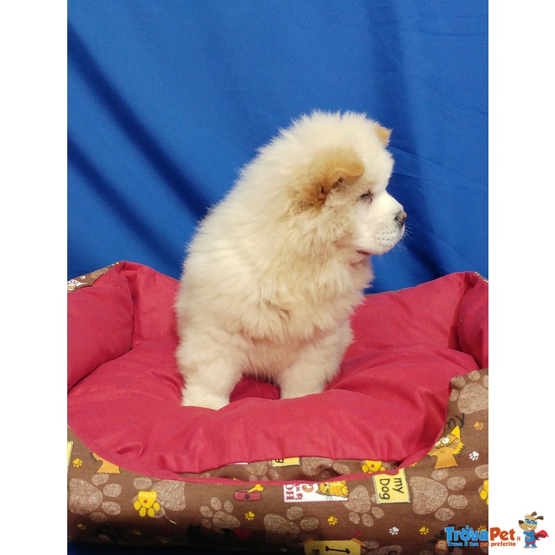 Cucciolo di chow chow Bianco - Foto n. 5