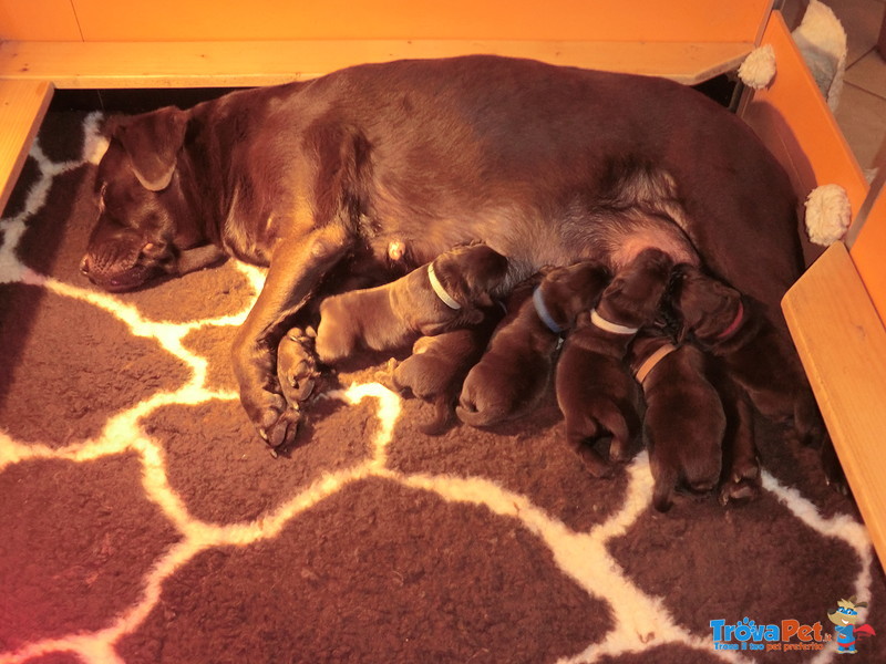 Cuccioli Labrador Retriever Cioccolatp - Foto n. 1