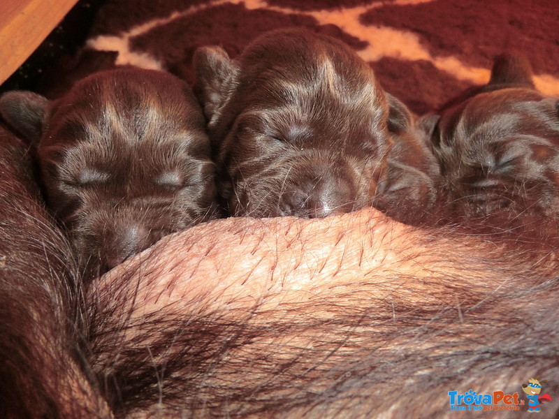 Cuccioli Labrador Retriever Cioccolatp - Foto n. 4