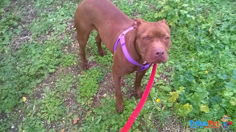 Pit bull red nose Femmina 18 mesi Santina in Adozione! - Foto n. 3