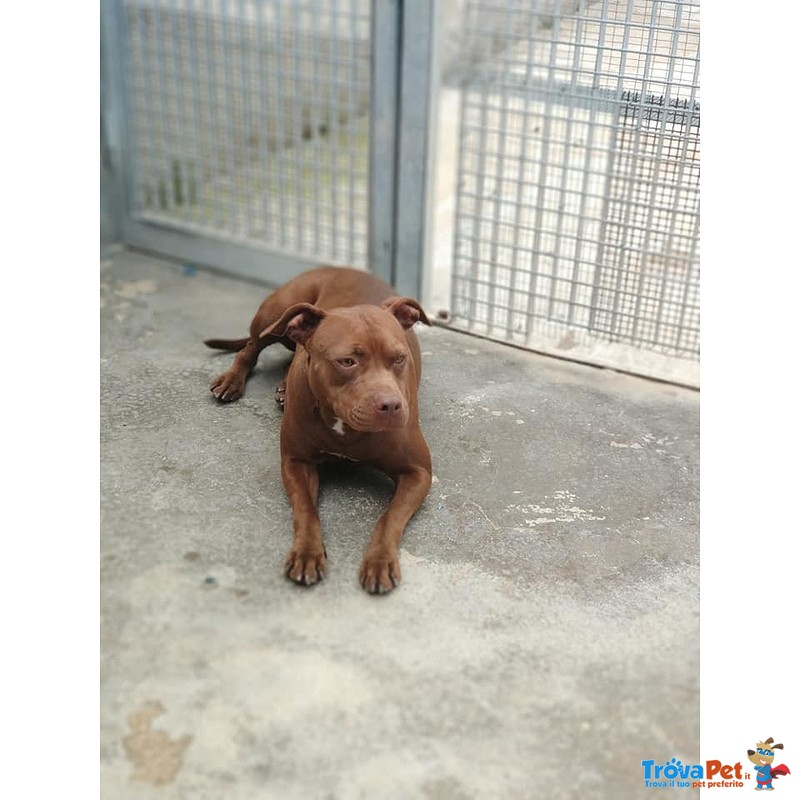 Pit bull red nose Femmina 18 mesi Santina in Adozione! - Foto n. 5