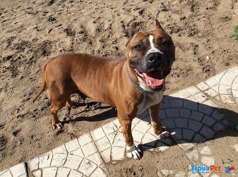 Pit bull Femmina 4 anni rose in Adozione! - Foto n. 7