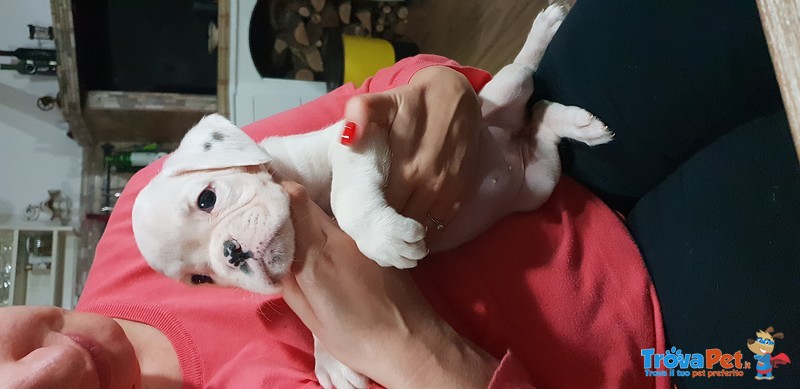 Disponibile Cucciola di Boxer Bianca - Foto n. 2