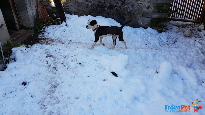 Cucciola di Pitbull Cerca Casa - Foto n. 3