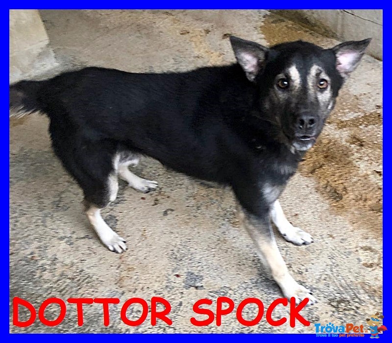 Dotto Spock Lupacchiotto 3 anni Buono e Coccolone - Foto n. 1