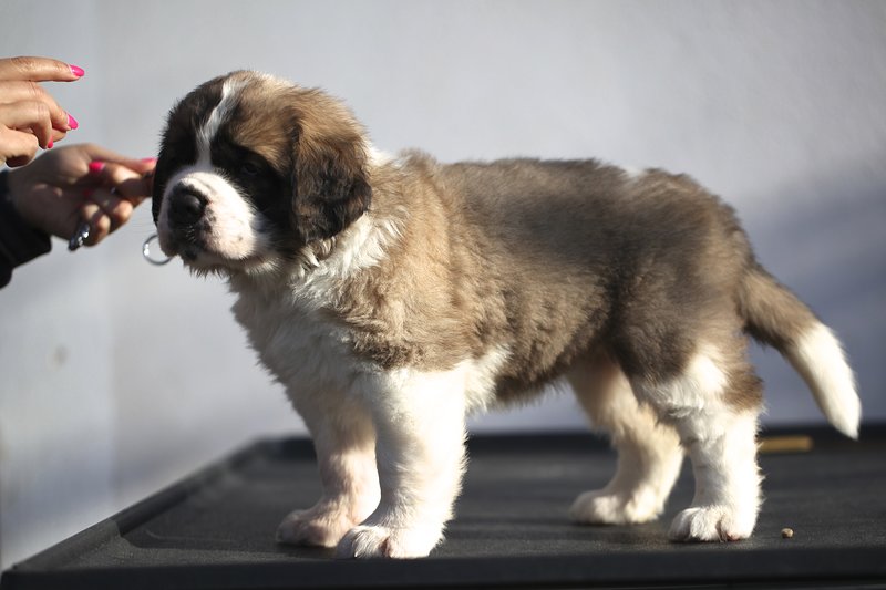 Prestigiosa Cucciolata di cane di san Bernardo - Foto n. 1