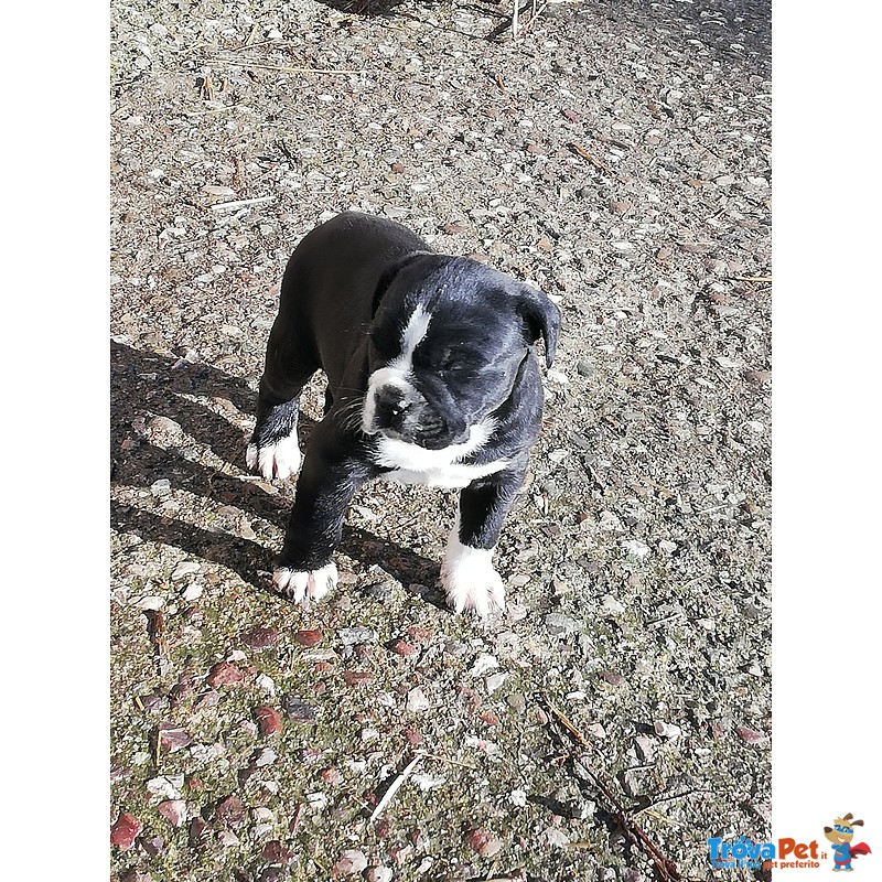 Cane Corso Cuccioli - Foto n. 1