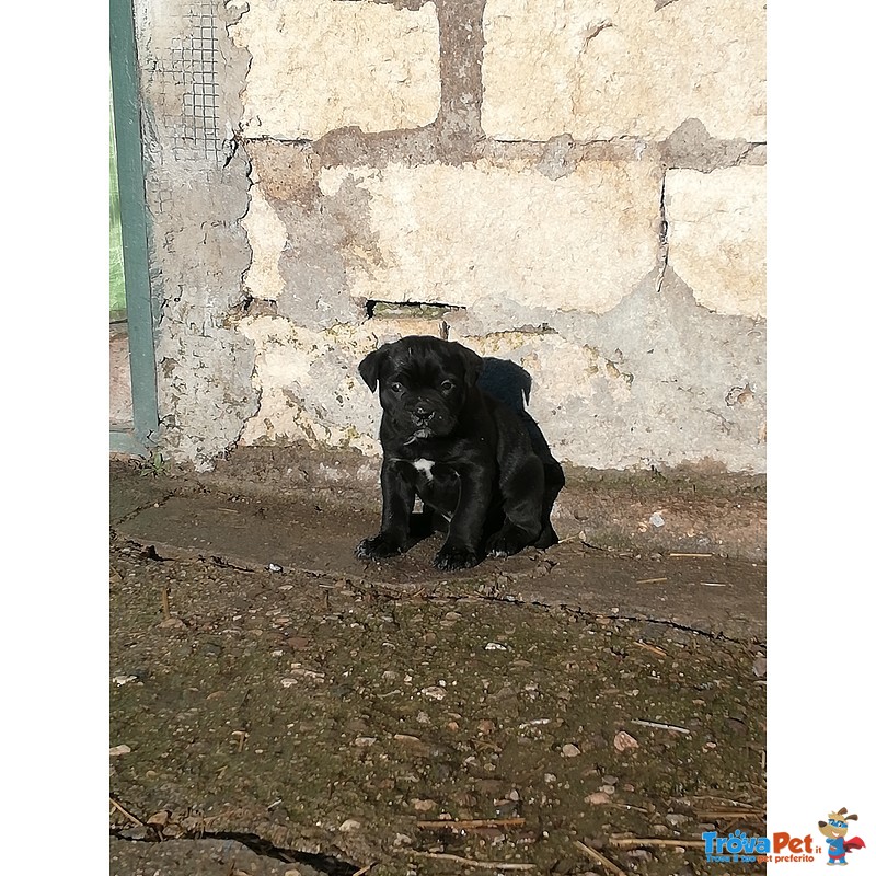 Cane Corso Cuccioli - Foto n. 3