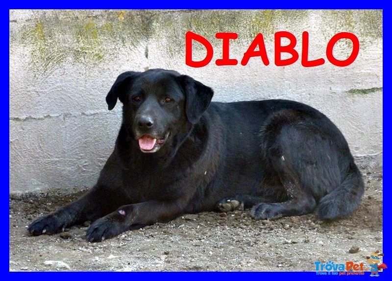 Diablo Simil Labrador 11 anni in Canile da Quando ne Aveva 1 - Foto n. 1