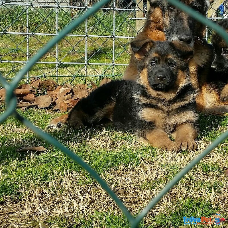 Favolosi Cuccioli di Pastore Tedesco di Altissima Genealogia - Foto n. 2