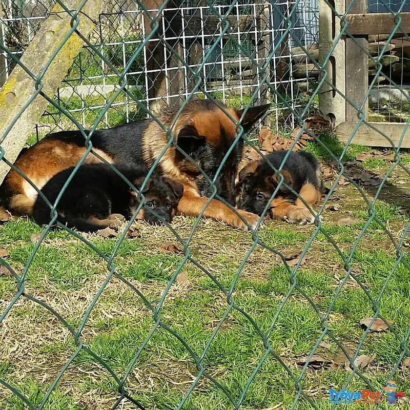 Favolosi Cuccioli di Pastore Tedesco di Altissima Genealogia - Foto n. 3