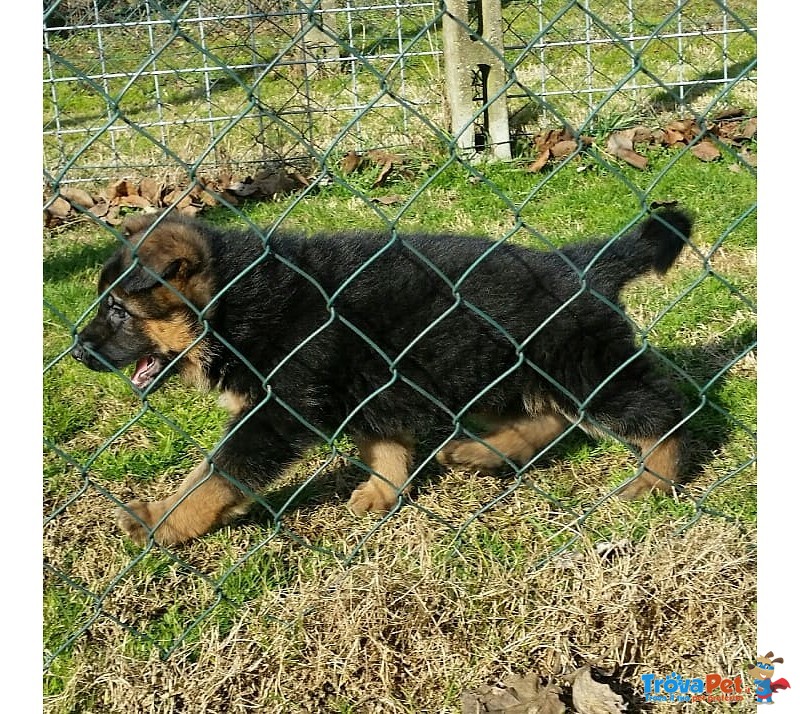 Favolosi Cuccioli di Pastore Tedesco di Altissima Genealogia - Foto n. 4