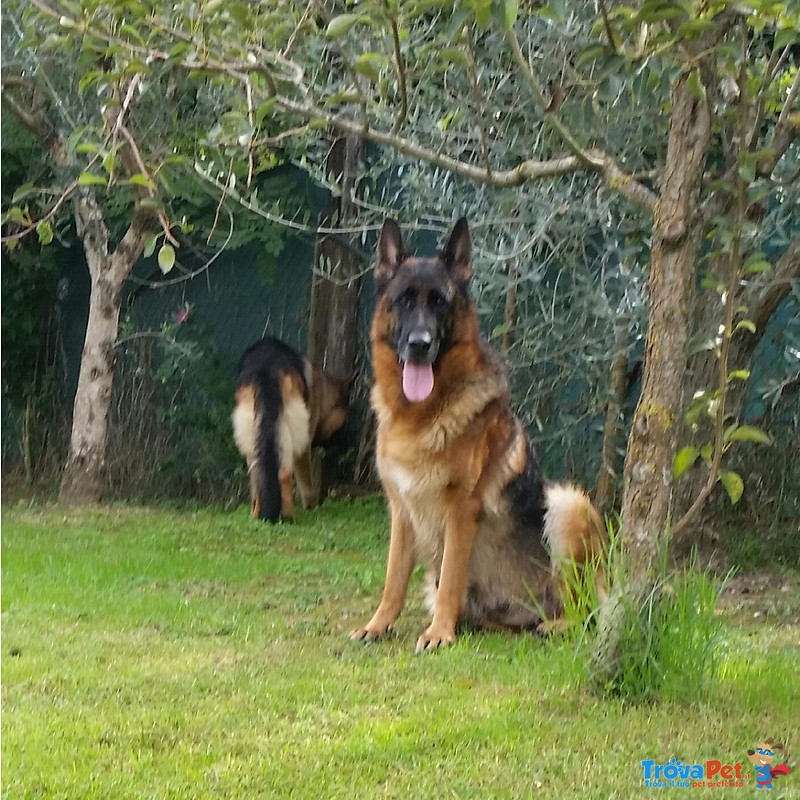 Favolosi Cuccioli di Pastore Tedesco di Altissima Genealogia - Foto n. 6