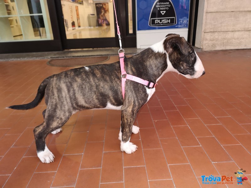 Bull Terrier Inglese Standard - Foto n. 1