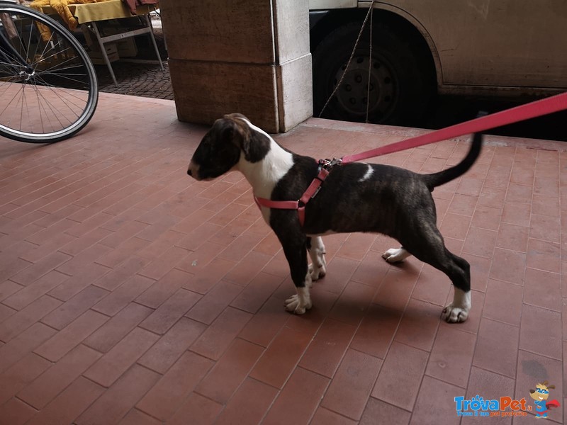 Bull Terrier Inglese Standard - Foto n. 2