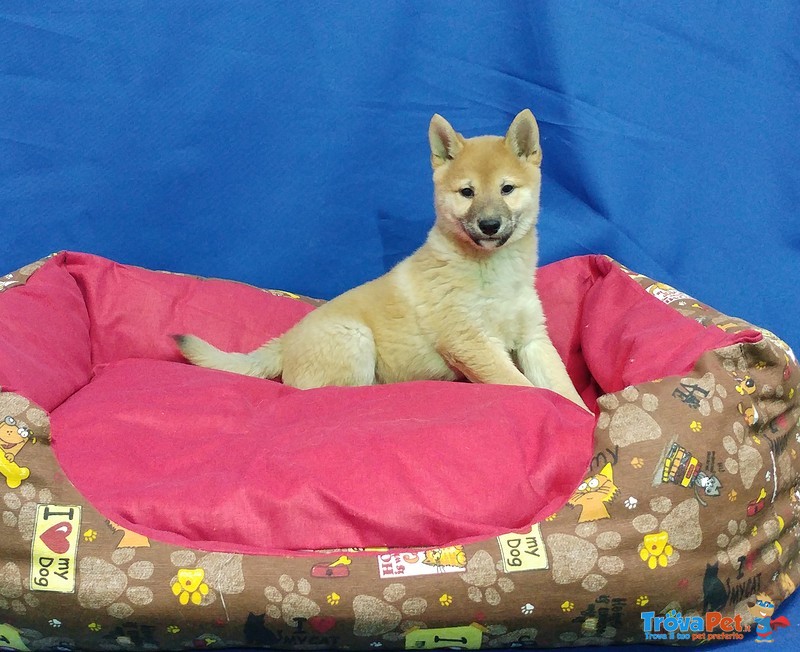 Cucciolo di Shiba inu Maschio - Foto n. 1