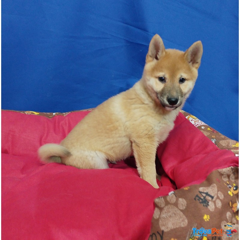 Cucciolo di Shiba inu Maschio - Foto n. 2