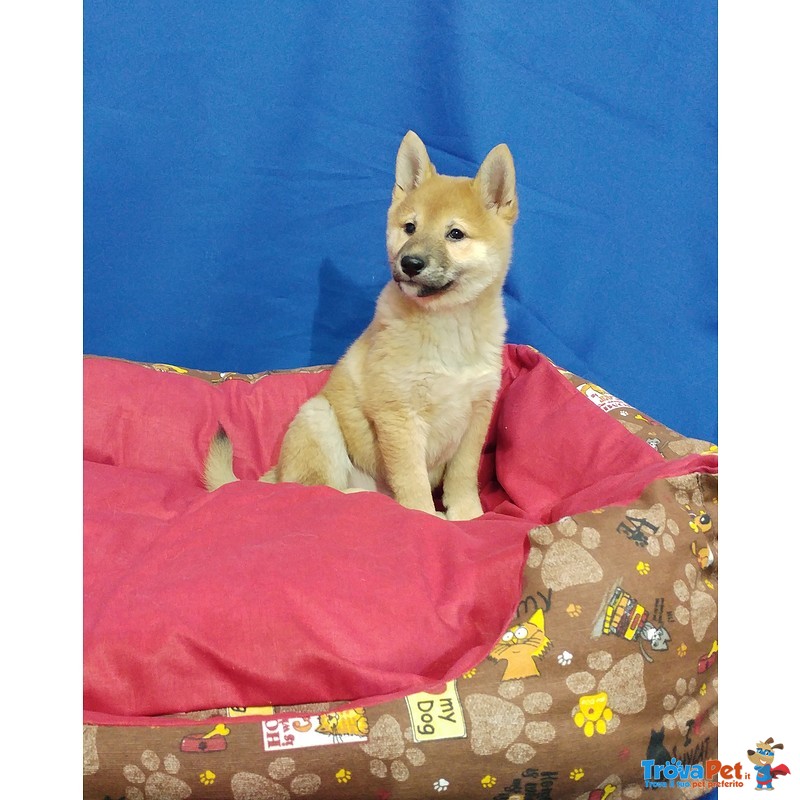 Cucciolo di Shiba inu Maschio - Foto n. 6