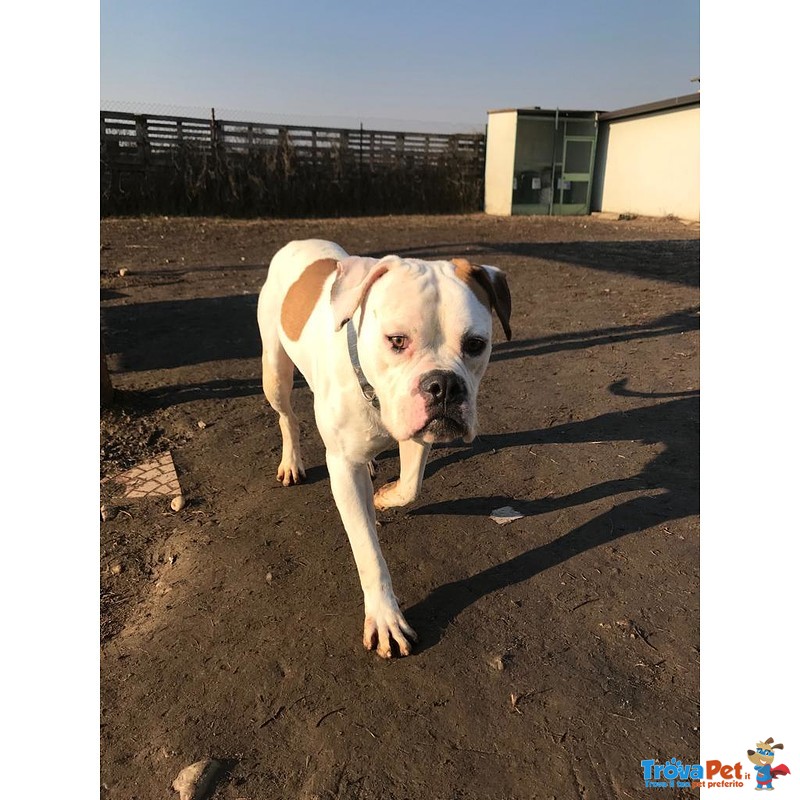 Odino, Giovane Bulldog Americano - Foto n. 4