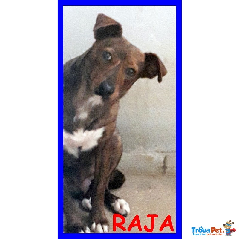 Raja Meravilgiosa Simil Pitbullina 2 anni si Nasconde Impaurita - Foto n. 1