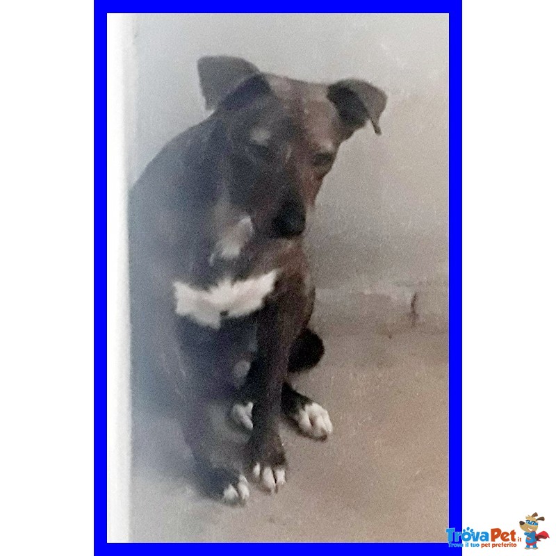 Raja Meravilgiosa Simil Pitbullina 2 anni si Nasconde Impaurita - Foto n. 2